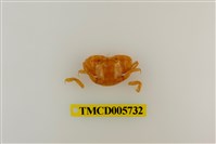 藏品(圓額尖指蟹)的圖片